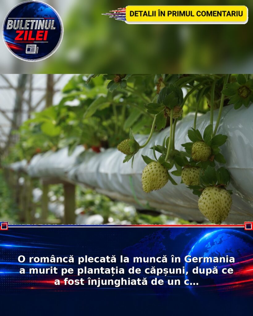 O româncă plecată la muncă în Germania a murit pe plantația de căpșuni, după ce a fost înjunghiată de un c…