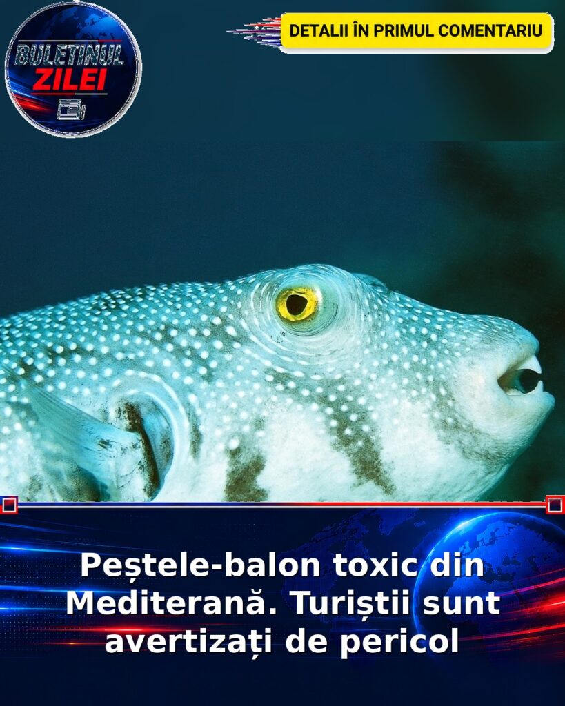 Peștele-balon toxic din Mediterană. Turiștii sunt avertizați de pericol