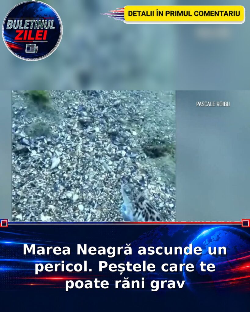 Marea Neagră ascunde un pericol. Peștele care te poate răni grav