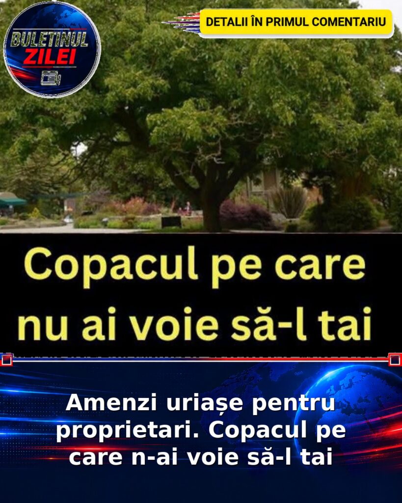 Amenzi uriașe pentru proprietari. Copacul pe care n-ai voie să-l tai