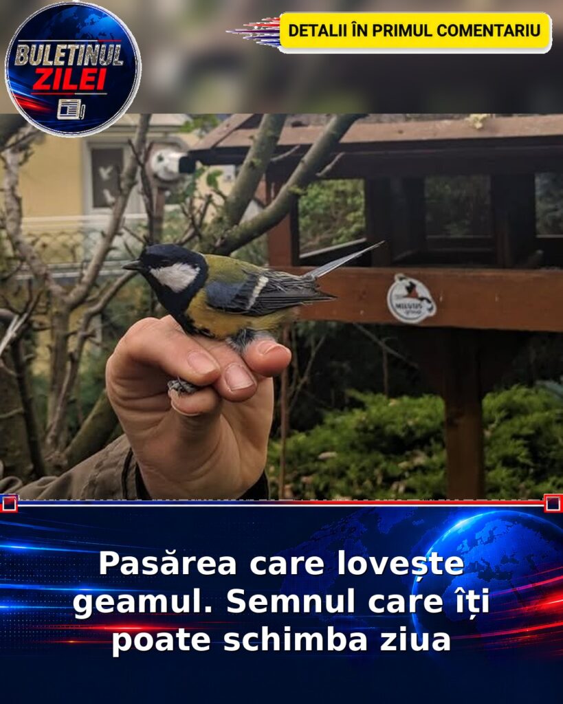 Pasărea care lovește geamul. Semnul care îți poate schimba ziua