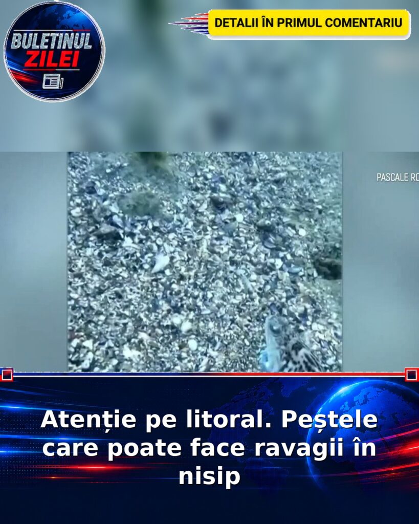 Atenție pe litoral. Peștele care poate face ravagii în nisip