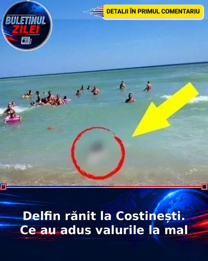 Delfin rănit la Costinești. Ce au adus valurile la mal