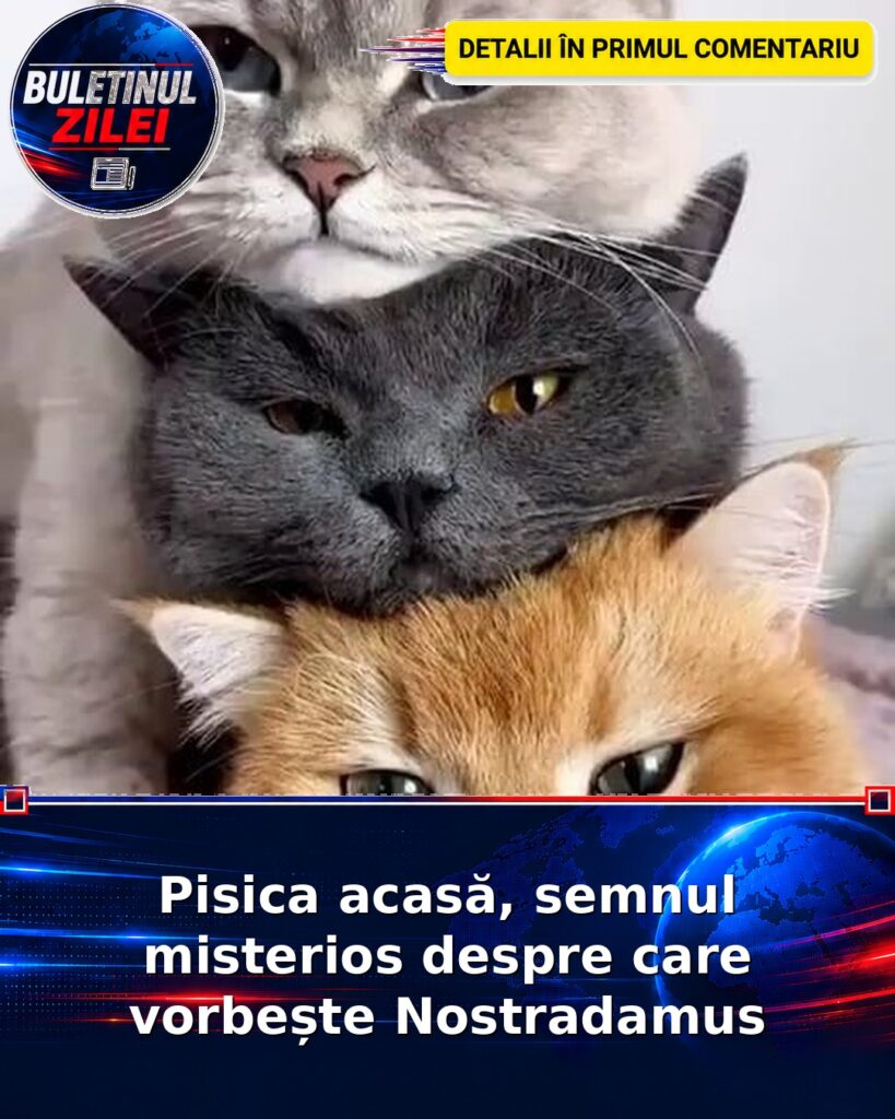 Pisica acasă, semnul misterios despre care vorbește Nostradamus