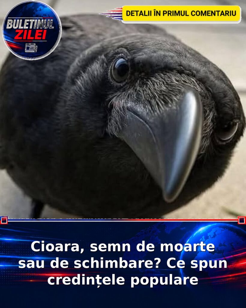 Cioara, semn de moarte sau de schimbare? Ce spun credințele populare