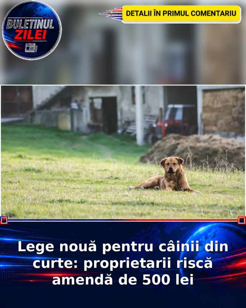 Lege nouă pentru câinii din curte: proprietarii riscă amendă de 500 lei