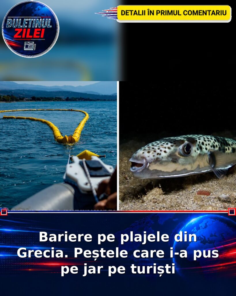 Bariere pe plajele din Grecia. Peștele care i-a pus pe jar pe turiști