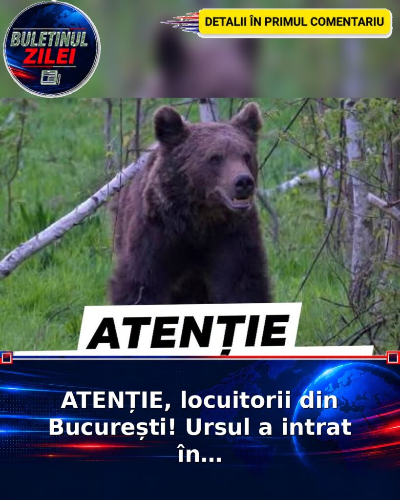ATENȚIE, locuitorii din București! Ursul a intrat în…