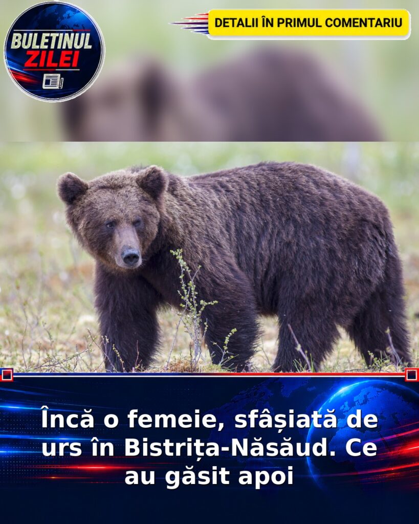 Încă o femeie, sfâșiată de urs în Bistrița-Năsăud. Ce au găsit apoi