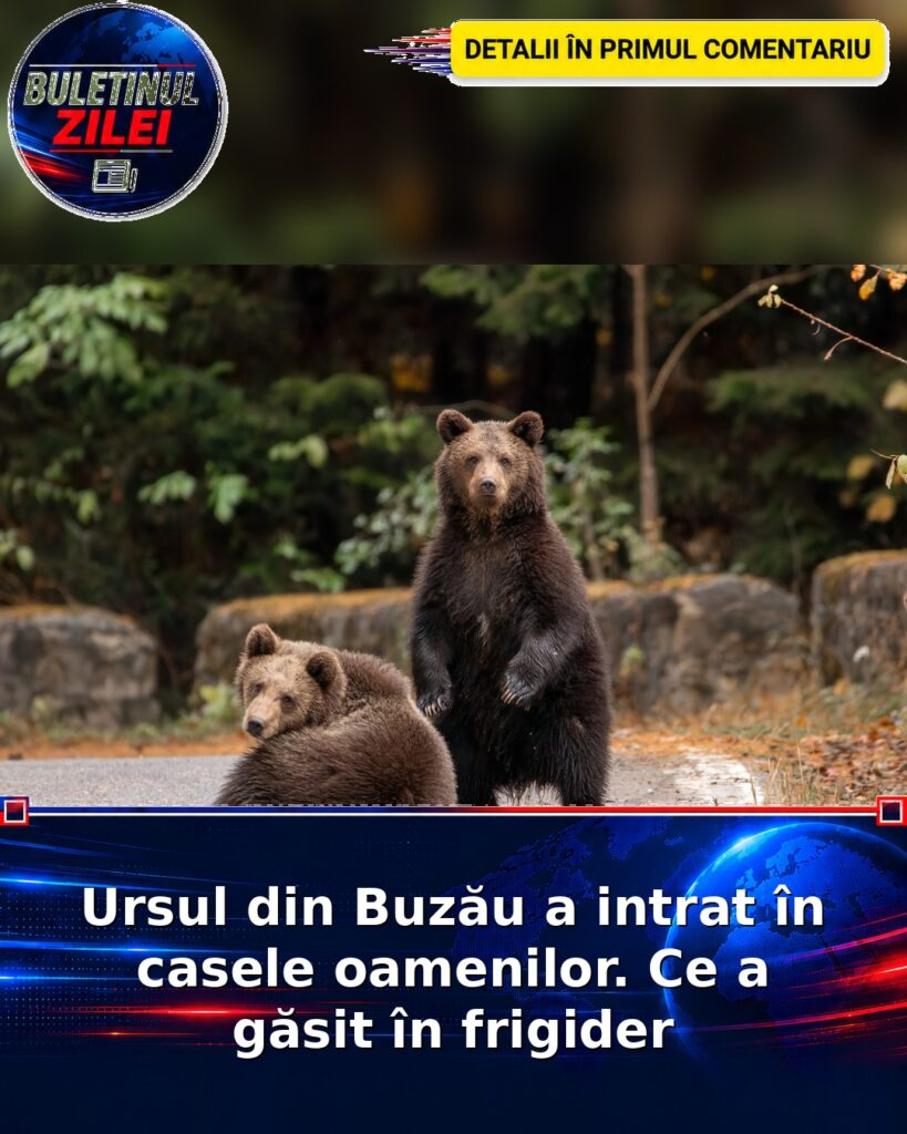 Ursul din Buzău a intrat în casele oamenilor. Ce a găsit în frigider