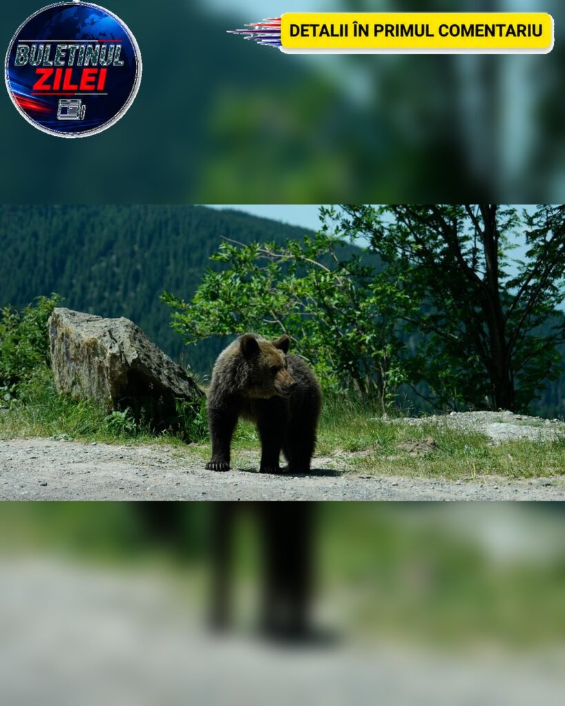 Doamne! Bărbat de 47 de ani sfâșiat de urs în…