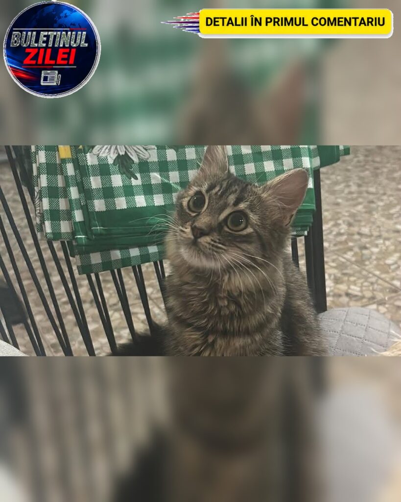 O pisică rănită a dispărut dintr-o clinică veterinară din Chitila. Stăpânii cer ajutorul pentru găsirea ei