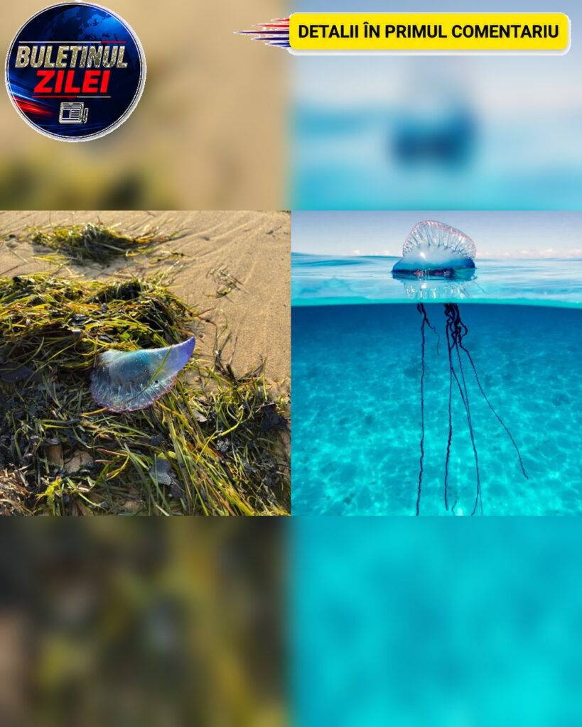 PANICĂ la mare! Creaturi veninoase cu tentacule de 30 de metri…