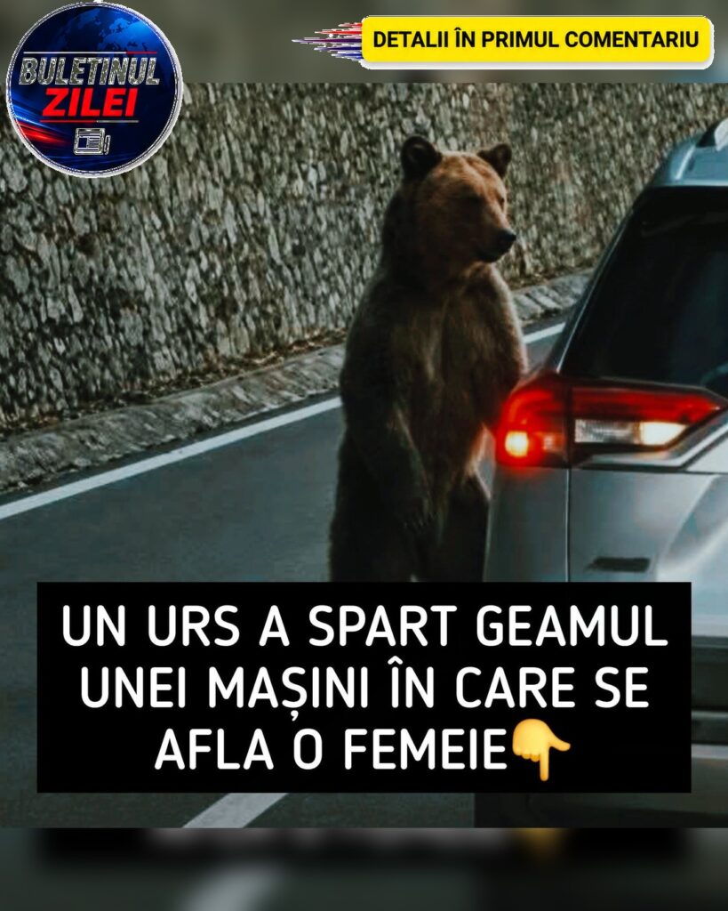 Un urs a atacat o turistă din Germania pe Transfăgărășan. Animalul sălbatic a spart geamul mașinii atunci când femeia făcea p