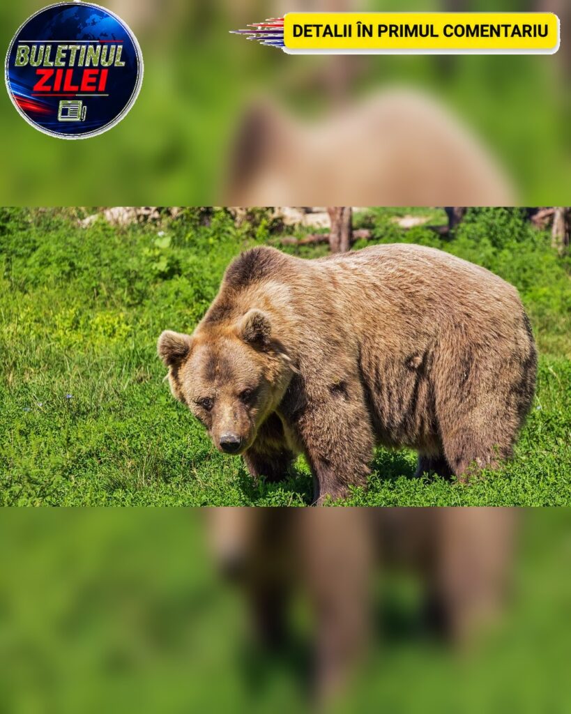 Prezență de urs în satul Tătârlaua. Mesaj RO-Alert emis pentru locuitorii din Alba