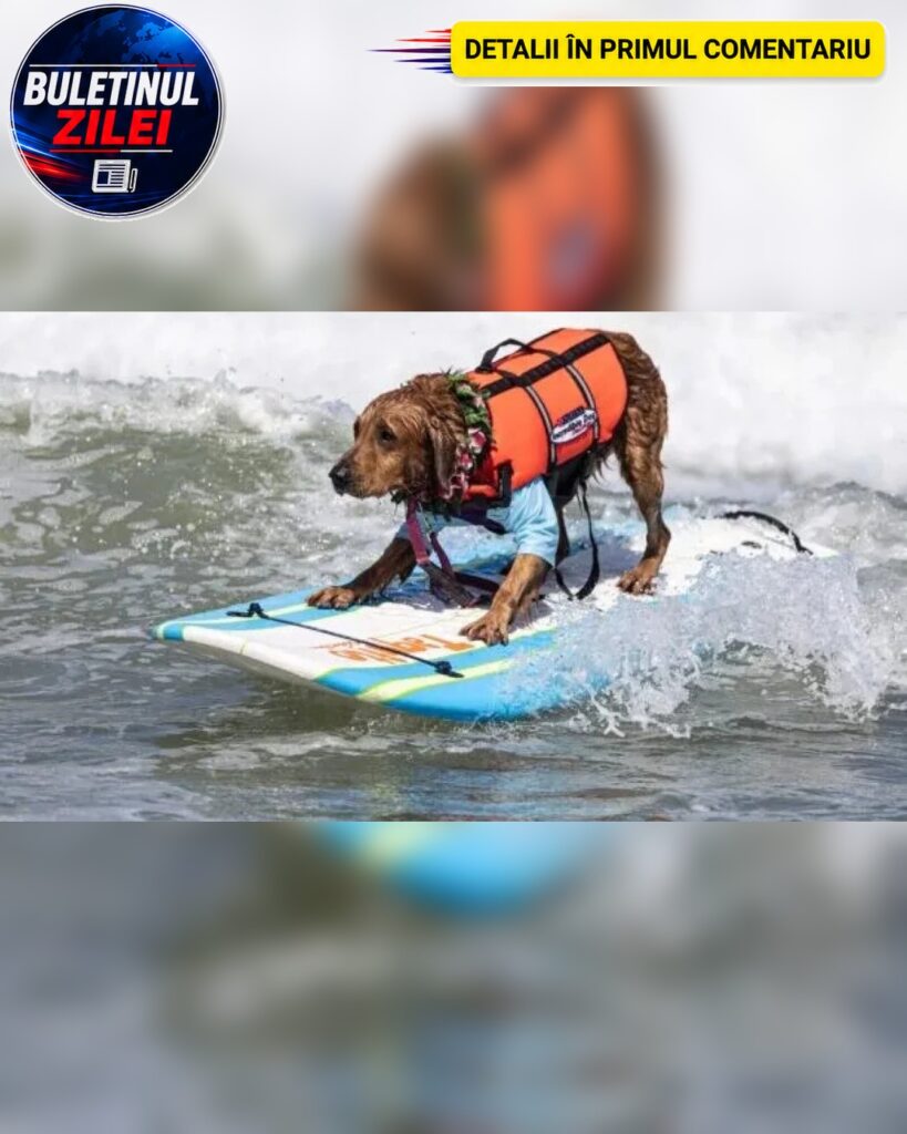 Zeci de câini din mai multe țări au participat la Campionatul Mondial de Surf Canin din California. Patrupedele au impresiona