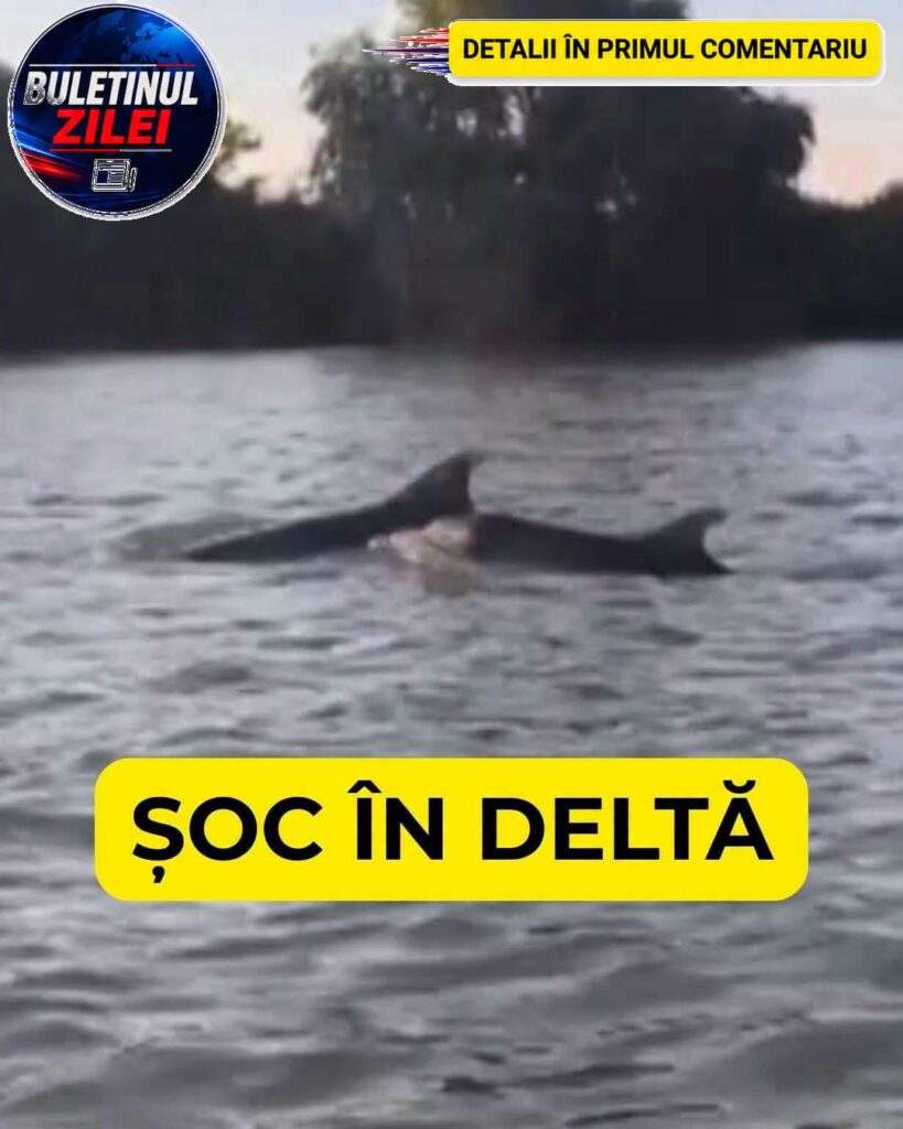 ȘOC În Deltă! Au Apărut În Apă Doi…