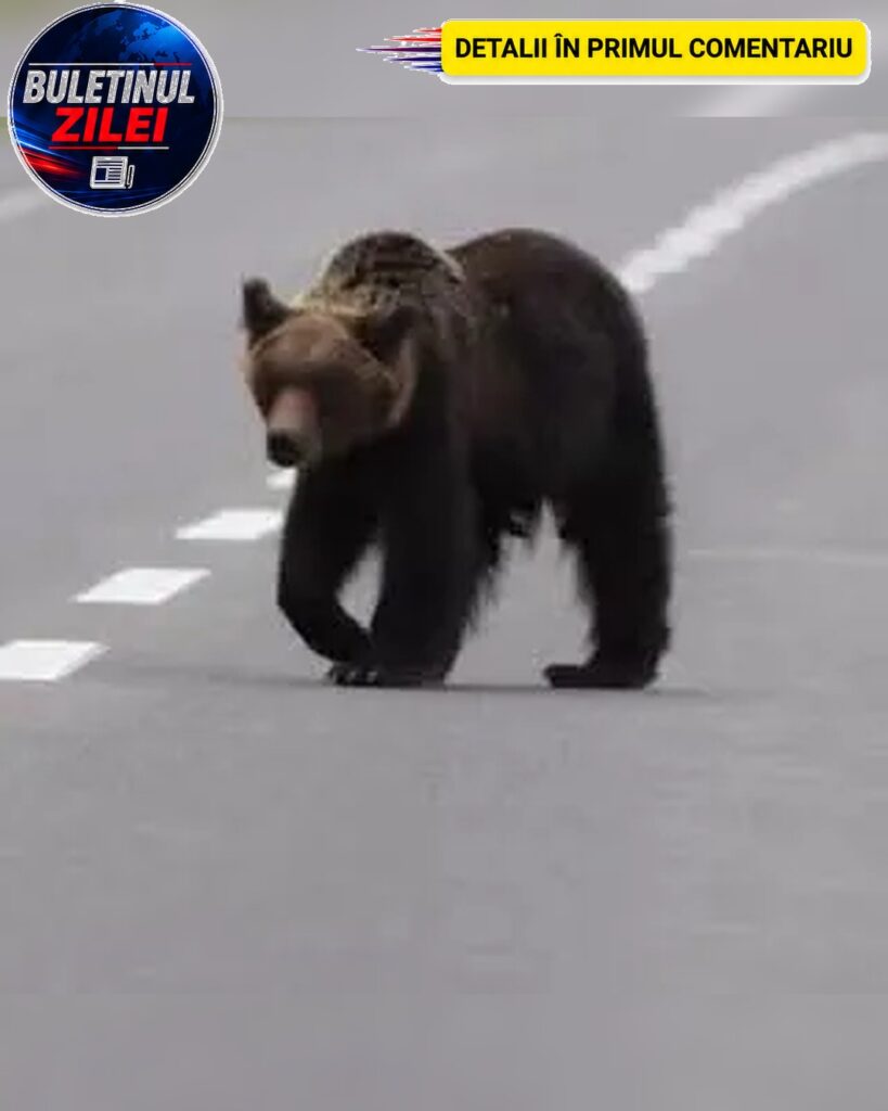 Doi urși au fost văzuți în zone locuite