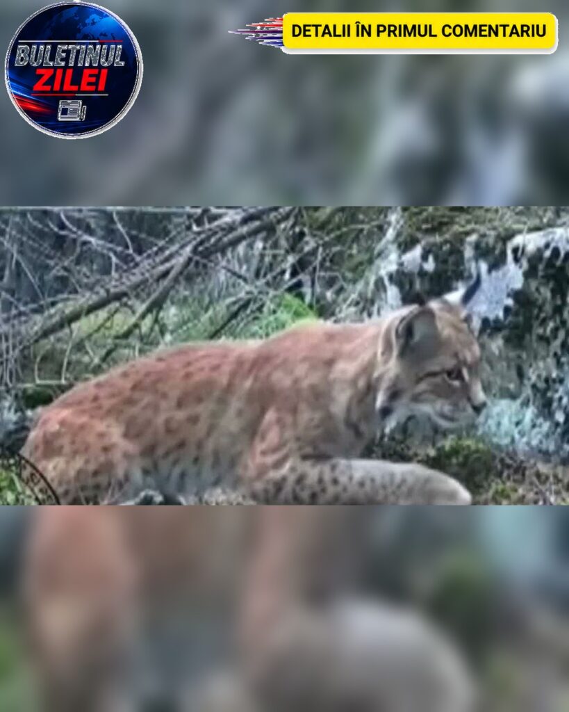 ȘOC! Un râs a apărut în S…