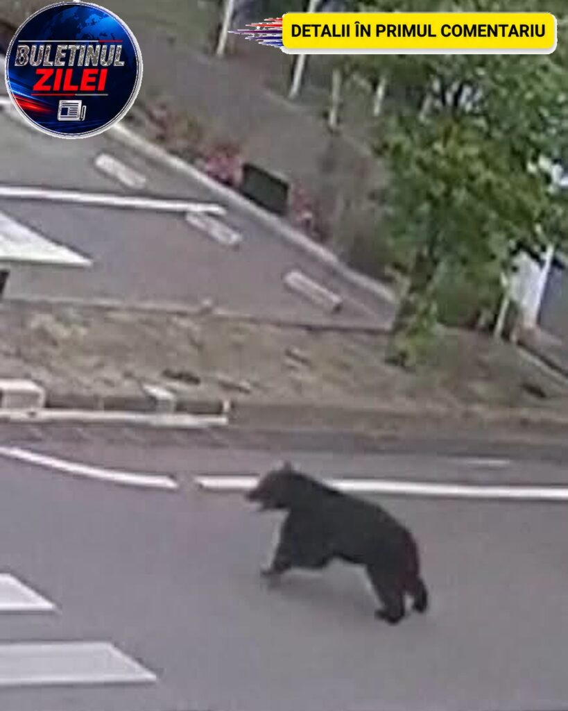 Un urs a omorât un bărbat de 55 de ani. Soția victimei s-a salvat în ultimul moment