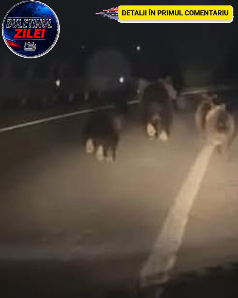 Urși surprinși pe șosea, în Alba. O ursoaică și trei pui alergau pe carosabil