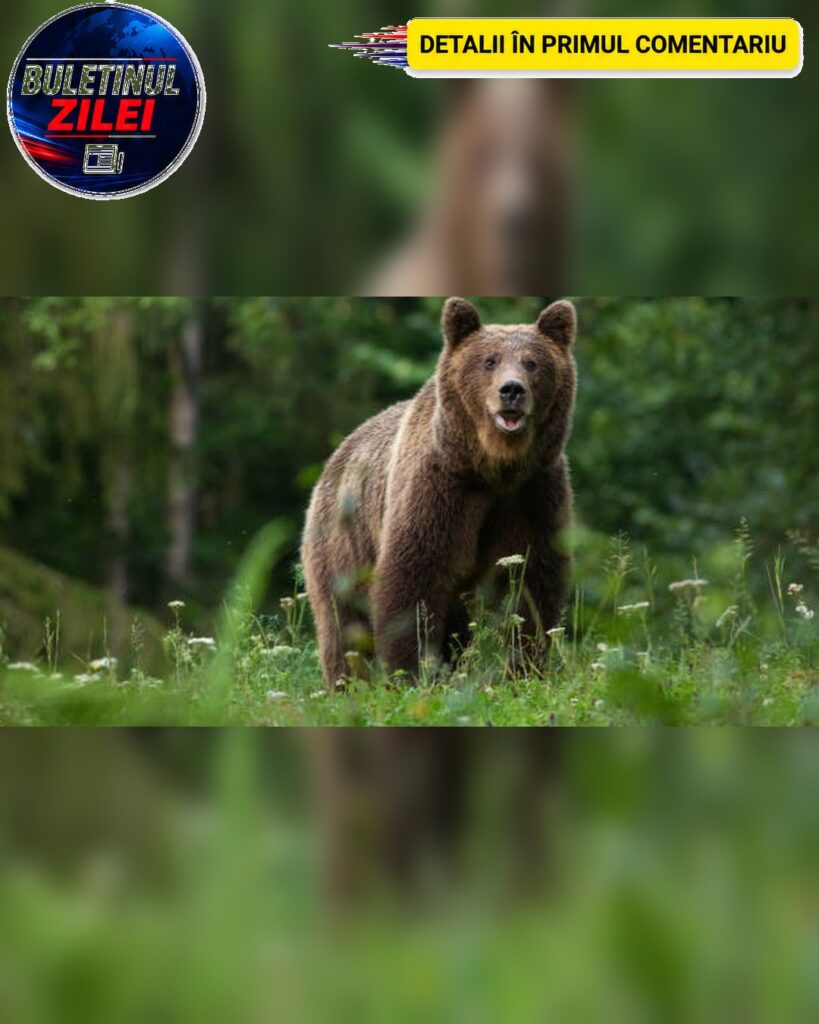 ȘOC! Mama atacată de urs în timp ce își ducea copilul la școală a…