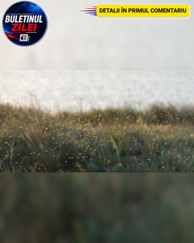 Singura ţară din lume fără ţânţari. Motivul pentru care insectele nu rezistă aici